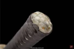 Authentic Samurai Katana made from T10 Steel